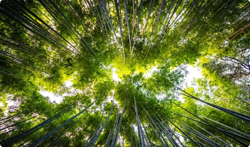 CO2 Emissions Mitigation Plan